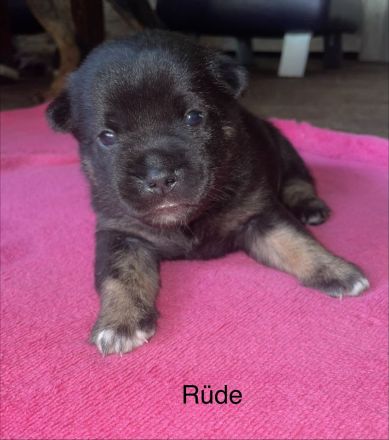 Wunderschöne Shiba-Inu, Old english Bulldogs Mix Welpen suchen ein liebevolles Zuhause