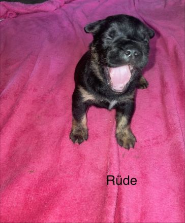 Wunderschöne Shiba-Inu, Old english Bulldogs Mix Welpen suchen ein liebevolles Zuhause