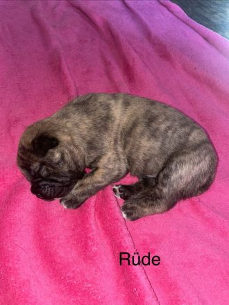 Wunderschöne Shiba-Inu, Old english Bulldogs Mix Welpen suchen ein liebevolles Zuhause