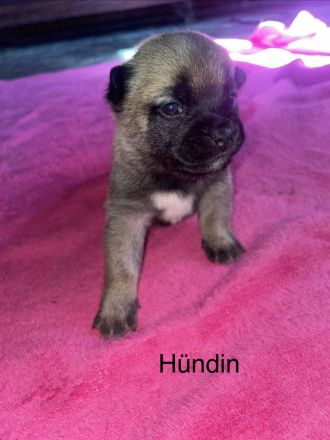 Wunderschöne Shiba-Inu, Old english Bulldogs Mix Welpen suchen ein liebevolles Zuhause