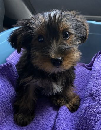 Yorkshire Terrier Welpe sucht liebevolles Zuhause 🐶