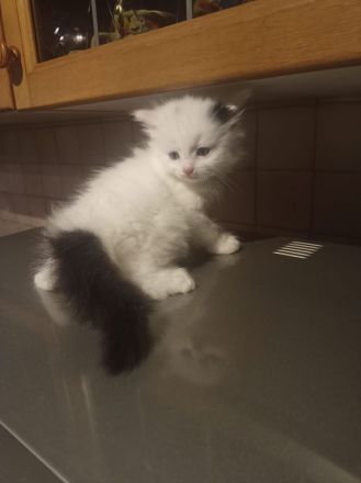 Main-Coon Kätzchen aus liebevoller Privathaltung männlich