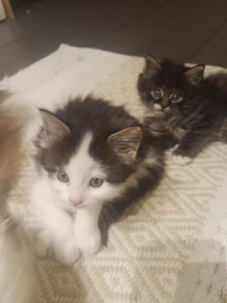 Main-Coon Kätzchen aus liebevoller Privathaltung männlich