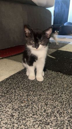 Liebevolle kitten