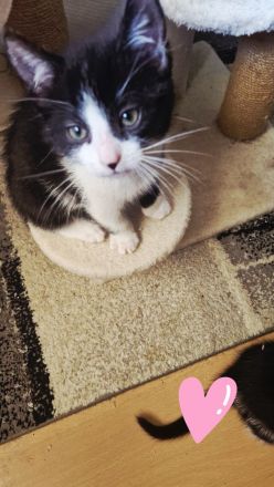 Liebevolle kitten