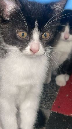 Liebevolle kitten
