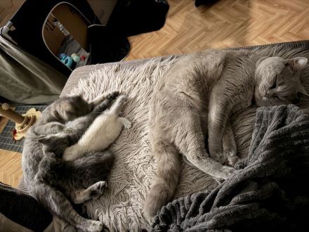 BKH Kitten
