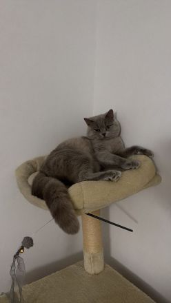🩶 Wunderschönes BKH-Mädchen sucht ihr liebevolles Für-immer-Zuhause 🩶
