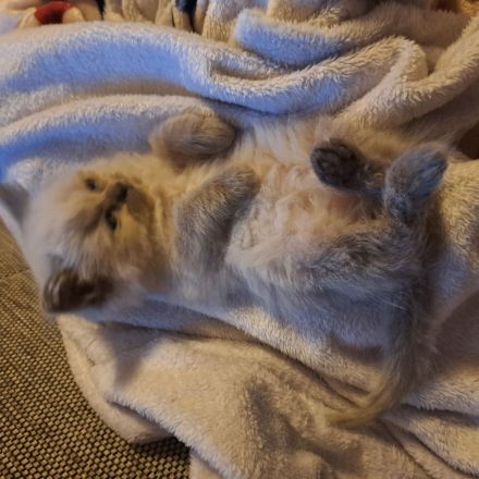 Ragdoll / Ragdoll Mink