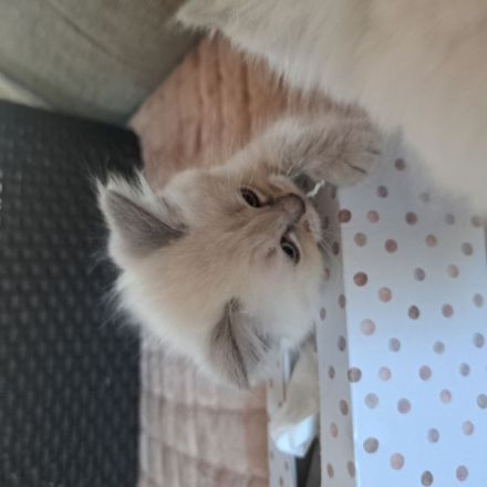Ragdoll / Ragdoll Mink