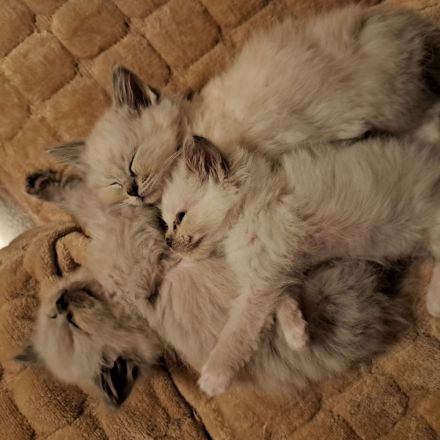 Ragdoll / Ragdoll Mink