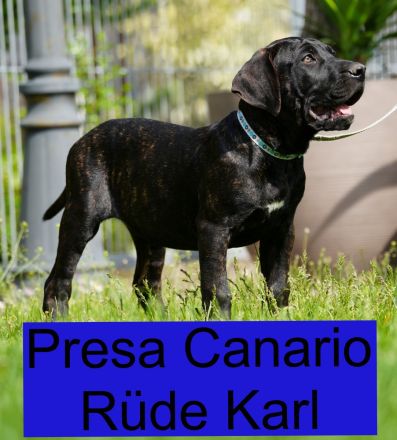Top Presa Canario Welpen Deutsche Zucht, Papiere, EU-Pass, Chip, Eltern vor Ort!!