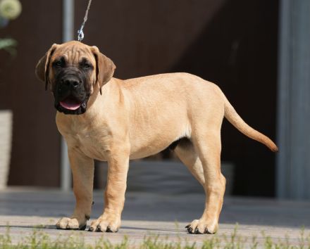 Top Presa Canario Welpen Deutsche Zucht, Papiere, EU-Pass, Chip, Eltern vor Ort!!