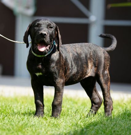 Top Presa Canario Welpen Deutsche Zucht, Papiere, EU-Pass, Chip, Eltern vor Ort!!