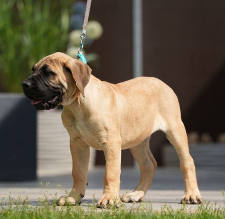 Top Presa Canario Welpen Deutsche Zucht, Papiere, EU-Pass, Chip, Eltern vor Ort!!