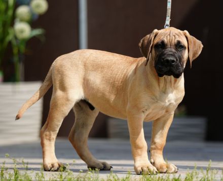 Top Presa Canario Welpen Deutsche Zucht, Papiere, EU-Pass, Chip, Eltern vor Ort!!