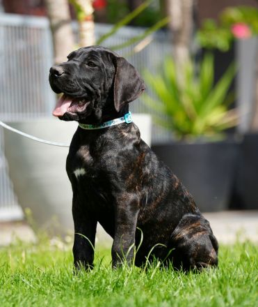 Top Presa Canario Welpen Deutsche Zucht, Papiere, EU-Pass, Chip, Eltern vor Ort!!