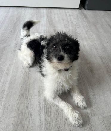 Tilia sucht einen souveränen Leithund mit Familie