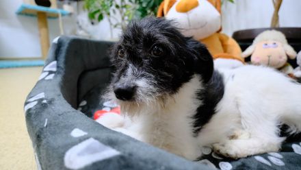 Tilia sucht einen souveränen Leithund mit Familie