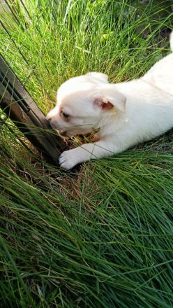 Chihuahua Welpen ( keine Minis )