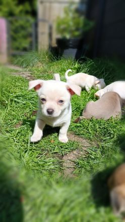 Chihuahua Welpen ( keine Minis )