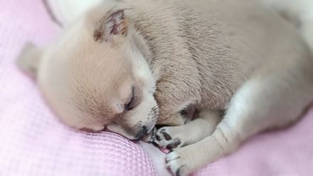 Chihuahua Welpen ( keine Minis )