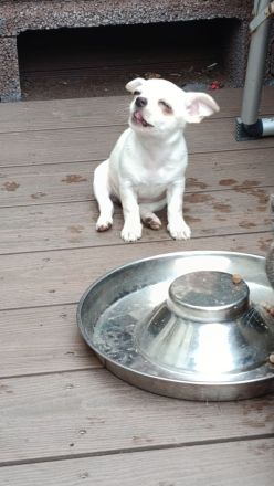 Super süße Chihuahua Welpen