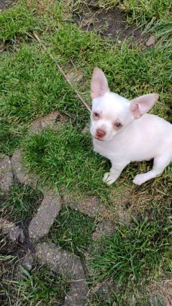 Super süße Chihuahua Welpen