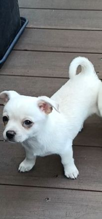 Super süße Chihuahua Welpen