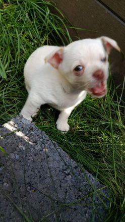 Chihuahua Welpen ( keine Minis )