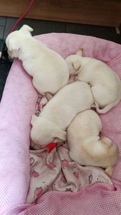 Chihuahua Welpen ( keine Minis )