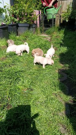 Chihuahua Welpen ( keine Minis )
