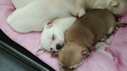 Chihuahua Welpen ( keine Minis )