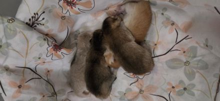 Bkh Kitten
