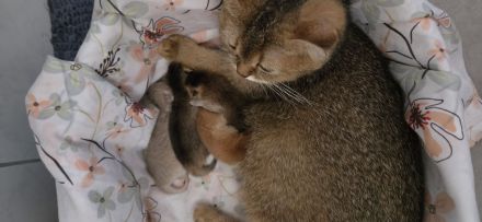 Bkh Kitten