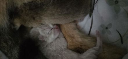 Bkh Kitten