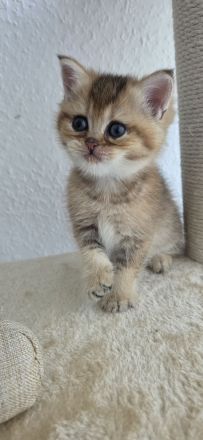 Bkh Kitten