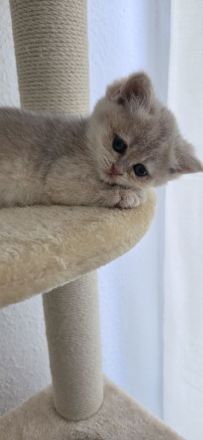 Bkh Kitten