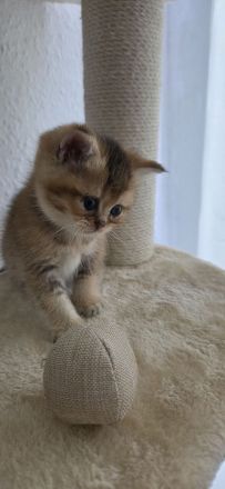 Bkh Kitten