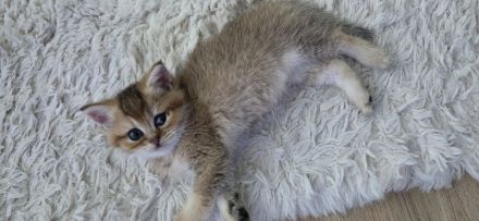 Bkh Kitten