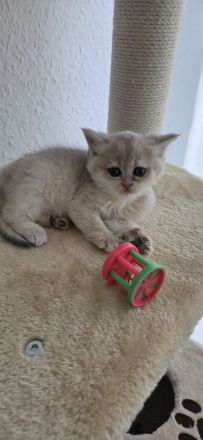 Bkh Kitten