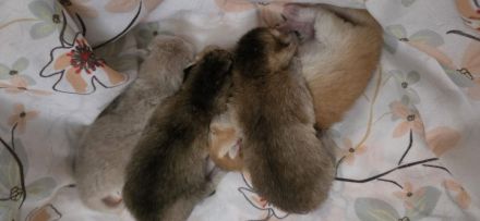 Bkh Kitten