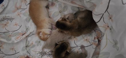 Bkh Kitten
