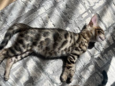 Wunderschöne Bengal Mädchen mit traumhaftem Rosettenmuster