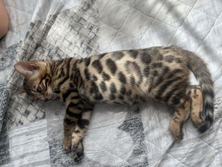 Wunderschöne Bengal Mädchen mit traumhaftem Rosettenmuster