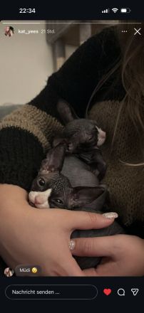 Zwei Sphynx Brüder suchen ein Zuhause