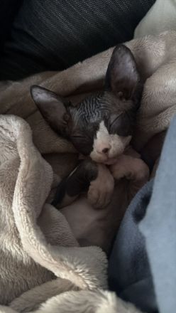 Zwei Sphynx Brüder suchen ein Zuhause