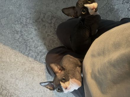 Zwei Sphynx Brüder suchen ein Zuhause