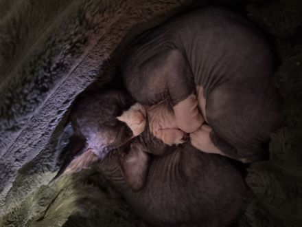 Zwei Sphynx Brüder suchen ein Zuhause