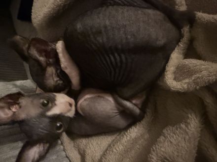 Zwei Sphynx Brüder suchen ein Zuhause